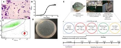 Lumpfish (Cyclopterus lumpus) Is Susceptible to Renibacterium salmoninarum Infection and Induces Cell-Mediated Immunity in the Chronic Stage